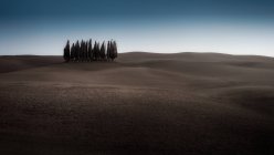 Landscape of grove of green cypresses in remote empty field at dusk, Italy — Stock Photo