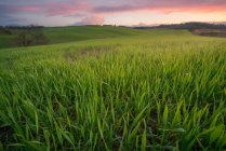 Vista panorámica de campos verdes interminables a la luz del sol al atardecer, Italia - foto de stock