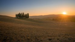 Arboleda de cipreses en campo remoto vacío al atardecer, Italia - foto de stock