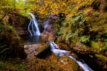 Pequeño río y cascada que fluye en verde oscuro hermoso bosque. - foto de stock