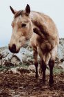 Pferde weiden auf einem Feld mit trockenem Gras in der Nähe von Bergen — Stockfoto