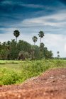 Landscape of lush green rural terrain with palm trees under cloudy sky, Cambodia — Stock Photo