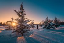 Back view of female silhouette going on snow terrain around green firs under picturesque sky — Stock Photo