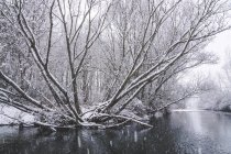 Fluss fließt zwischen schneebedecktem Winterwald — Stockfoto