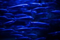 Shoal of fishes in an aquarium, one of them is going the opposite way the others - foto de stock
