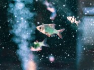 Тропические рыбы, плавающие в прозрачной воде аквариума — стоковое фото