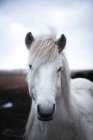 Крупный план белой лошади на открытом воздухе в Исландии — стоковое фото