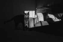 Black and white photo of cute cat standing on bed under ray of light — Stock Photo