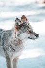 Крупный план дикого волка, смотрящего в зимнее поле — стоковое фото