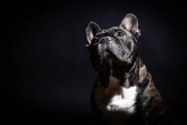Alte schwarze Bulldogge posiert im Studio — Stockfoto