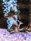 Poissons tropicaux nageant dans l'eau transparente de l'aquarium — Photo de stock