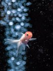 Тропічна риба плаває у прозорій воді акваріума — стокове фото
