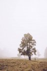 Hiker walking on foggy rural field — Stock Photo