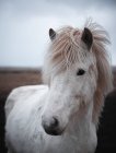Крупный план белой лошади на открытом воздухе в Исландии — стоковое фото