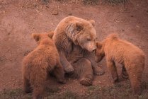 Grande urso mãe marrom sentado e brincando com filhotes de urso na floresta — Fotografia de Stock