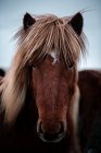 Крупным планом коричневой лошади на открытом воздухе в Исландии — стоковое фото