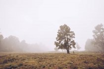 Caminhante caminhando no campo rural nebuloso — Fotografia de Stock