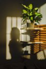 Shadow of anonymous woman projected on wall next to plant in bedroom — Stock Photo