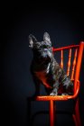 Взрослый чёрный чистокровный французский бульдог сидит на стуле — стоковое фото