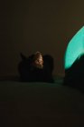 Lindo gato acurrucado en la cama bajo el rayo de luz en dormitorio oscuro — Stock Photo