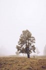 Escursionista a piedi su nebbioso campo rurale — Foto stock
