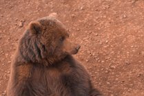 Urso marrom andando em terreno rochoso — Fotografia de Stock