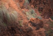 Oso marrón caminando en terreno rocoso - foto de stock