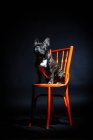 Alte schwarze Bulldogge sitzt auf Stuhl — Stockfoto