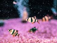 Крупный план плавания тропических рыб в прозрачной воде аквариума — стоковое фото