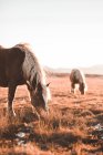 Коричневые лошади пасутся на солнечном лугу — стоковое фото