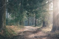 Strada polverosa nella foresta di conifere — Foto stock