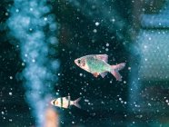 Primer plano de peces tropicales nadando en aguas transparentes del acuario - foto de stock