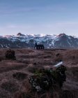 Paisagem montesa com igreja cristã de madeira preta Budakirkja na Islândia — Fotografia de Stock