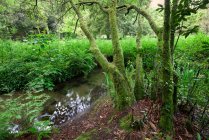 Arroyo en helechos forestales vegetación húmeda en Galicia, España - foto de stock