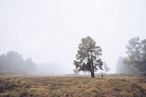 Caminhante caminhando no campo rural nebuloso — Fotografia de Stock