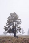 Rückansicht eines Wanderers mit Rucksack auf Fußweg mit großem Baum im dichten Nebel — Stockfoto
