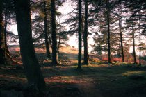 Landscape of conifer forest — Stock Photo