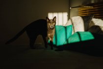 Niedliche Katze steht auf dem Bett unter Lichtstrahl im dunklen Schlafzimmer — Stockfoto