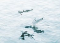 Маленькие чайки охотятся на рыбу и летают над спокойной водой в Финляндии — стоковое фото