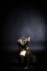 Velho bulldog preto posando em estúdio — Fotografia de Stock