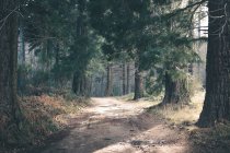 Dusty road in conifer forest — Stock Photo