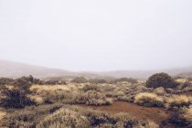 Fog over wild desert valley with small bushes in overcast weather — Stock Photo