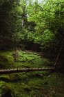 Árvore caída localizada em solo musgoso em floresta verde silenciosa no campo — Fotografia de Stock