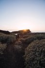 Fotógrafo masculino caminhando à beira-mar ao pôr do sol — Fotografia de Stock