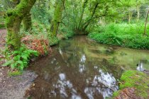 Ruscello in felci forestali vegetazione umida in Galizia, Spagna — Foto stock
