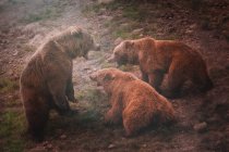 Mãe urso brincando com filhotes de urso — Fotografia de Stock