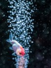 Nahaufnahme von tropischen Fischen, die im transparenten Wasser des Aquariums schwimmen — Stockfoto