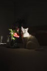 Gato bonito sentado na cama sob raio de luz ao lado de flores no quarto escuro — Fotografia de Stock