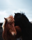 Крупный план коричневых и черных лошадей на открытом воздухе в Исландии — стоковое фото