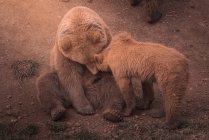 Mère ours jouer avec des oursons — Photo de stock